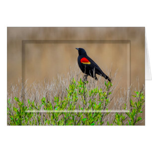 Rotgeflügelte Amsel - SUMPFGEBIET-SAMMLUNG -