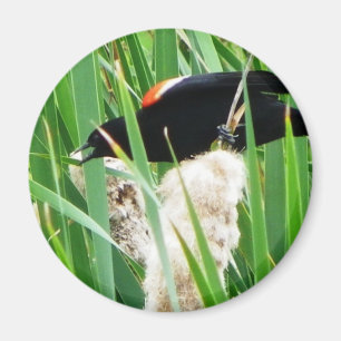 Rotgeflügelter schwarzer Vogel Magnet