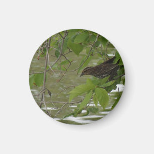 rotgeflügeltes schwarzes Vogel Fischen von einem Magnet