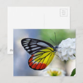 Rotgelber Schmetterling Gestalt Jezebel Postkarte (Vorne/Hinten)