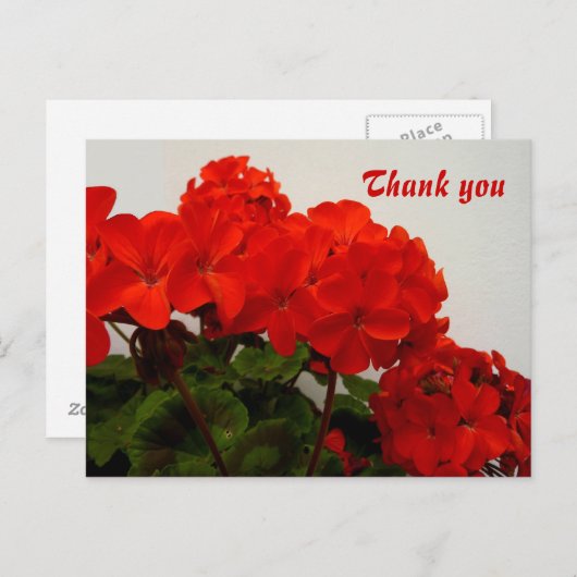 Rotgeranien Postkarte (Vorne/Hinten)