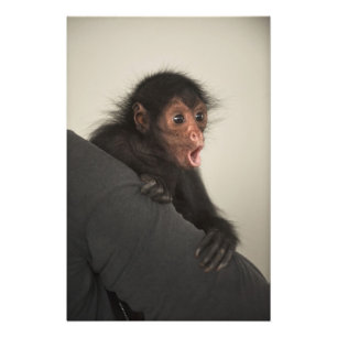 Rotgesicht-Klammeraffe Ateles paniscus) Fotodruck