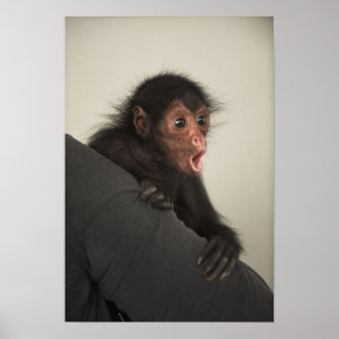 Rotgesicht-Klammeraffe Ateles paniscus) Poster
