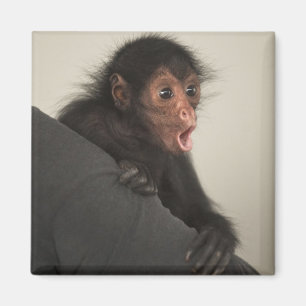 Rotgesichtklammeraffe Ateles paniscus) Magnet