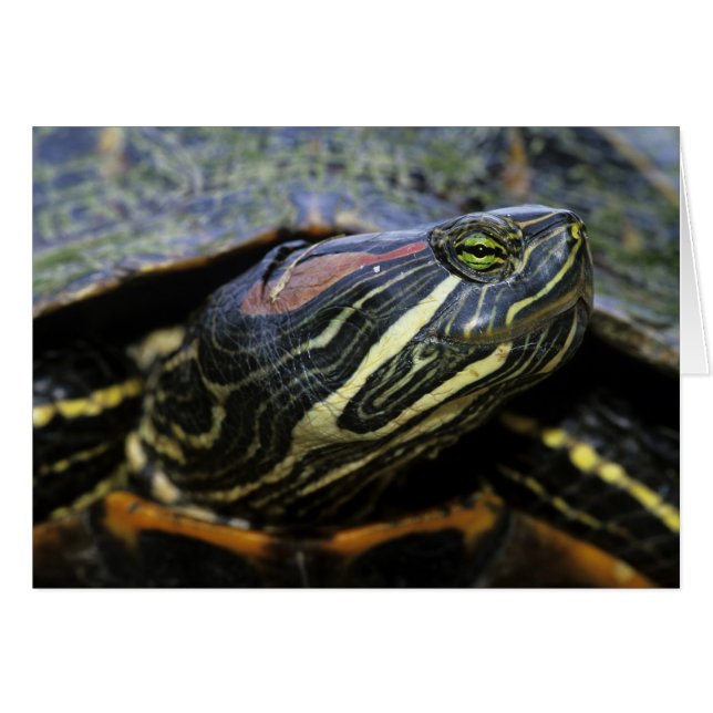 Rothaardieb, Trachemys scripta elegans, 2 (Vorderseite (Horizontal))