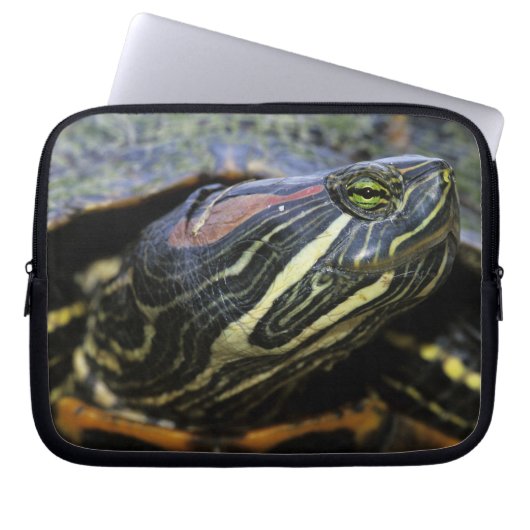 Rothaardieb, Trachemys scripta elegans, 2 Laptopschutzhülle (Vorderseite)