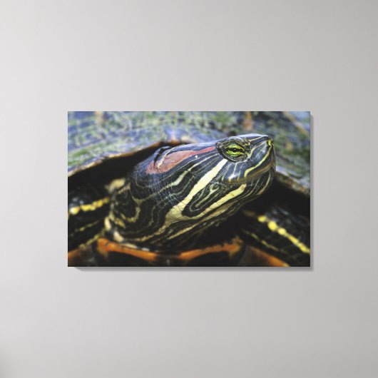 Rothaardieb, Trachemys scripta elegans, 2 Leinwanddruck (Vorderseite)