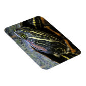 Rothaardieb, Trachemys scripta elegans, 2 Magnet (Rechte Seite)