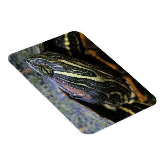Rothaardieb, Trachemys scripta elegans, 2 Magnet (Rechte Seite)