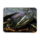 Rothaardieb, Trachemys scripta elegans, 2 Magnet (Horizontal)