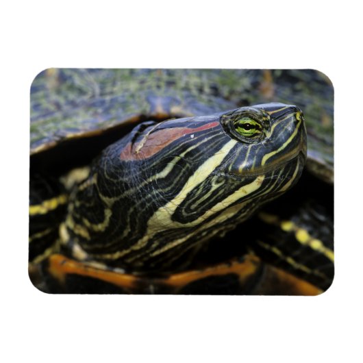 Rothaardieb, Trachemys scripta elegans, 2 Magnet (Horizontal)