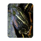 Rothaardieb, Trachemys scripta elegans, 2 Magnet (Vertikal)