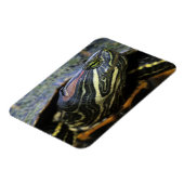 Rothaardieb, Trachemys scripta elegans, 2 Magnet (Linke Seite)