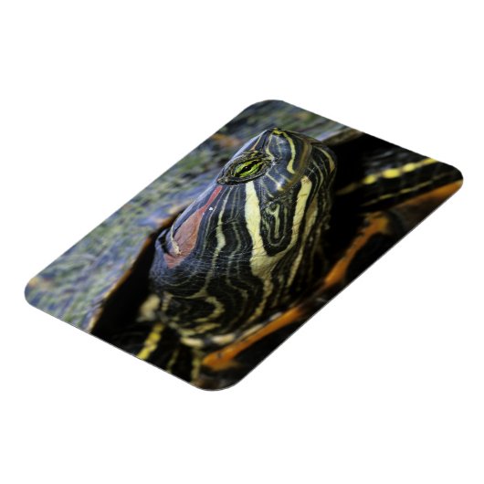 Rothaardieb, Trachemys scripta elegans, 2 Magnet (Linke Seite)