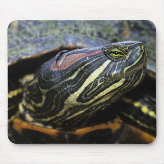 Rothaardieb, Trachemys scripta elegans, 2 Mousepad (Vorne)