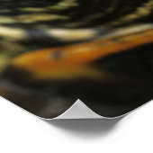 Rothaardieb, Trachemys scripta elegans, 2 Poster (Ecke)