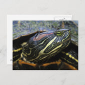 Rothaardieb, Trachemys scripta elegans, 2 Postkarte (Vorne/Hinten)