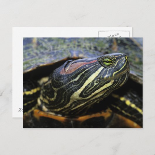 Rothaardieb, Trachemys scripta elegans, 2 Postkarte (Vorne/Hinten)
