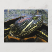 Rothaardieb, Trachemys scripta elegans, 2 Postkarte (Vorderseite)