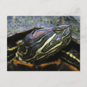 Rothaardieb, Trachemys scripta elegans, 2 Postkarte
