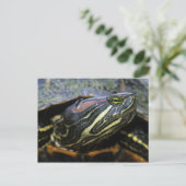 Rothaardieb, Trachemys scripta elegans, 2 Postkarte (Stehend Vorderseite)