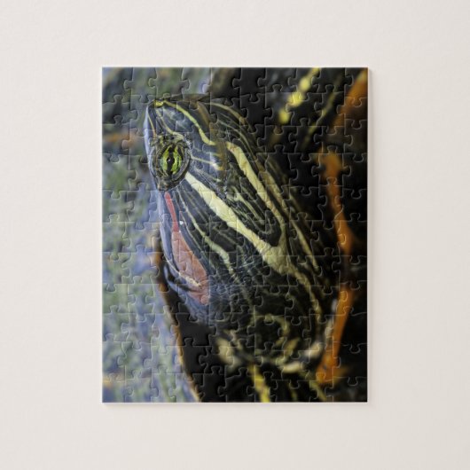 Rothaardieb, Trachemys scripta elegans, 2 Puzzle (Vertikal)