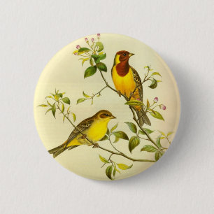 Rothaarige FlaggeEmberiza bruniceps Button