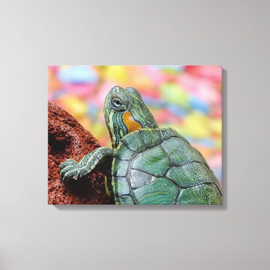 Rothaarschildkröte Leinwanddruck (Vorderseite)