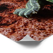 Rothaarschildkröte Poster (Ecke)