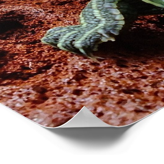 Rothaarschildkröte Poster (Ecke)