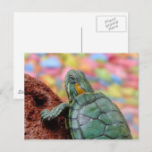 Rothaarschildkröte Postkarte (Vorne/Hinten)