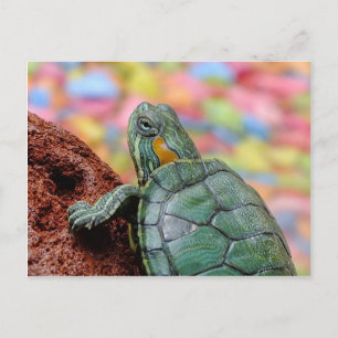 Rothaarschildkröte Postkarte