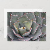 Rothackagave Postkarte (Vorne/Hinten)