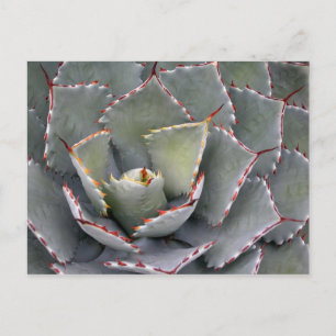 Rothackagave Postkarte
