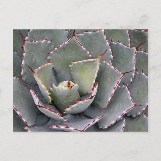 Rothackagave Postkarte (Vorderseite)