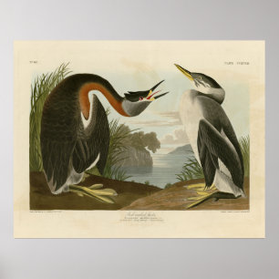 Rothacker Grebe von Audubons Vögeln in Amerika Poster