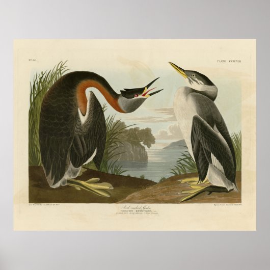 Rothacker Grebe von Audubons Vögeln in Amerika Poster (Vorne)