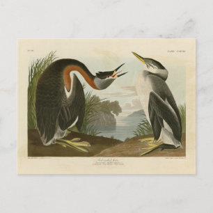 Rothacker Grebe von Audubons Vögeln in Amerika Postkarte