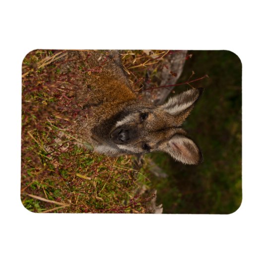 Rothackige Wallaby Magnet (Horizontal)