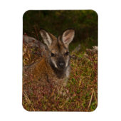Rothackige Wallaby Magnet (Vertikal)