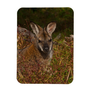 Rothackige Wallaby Magnet