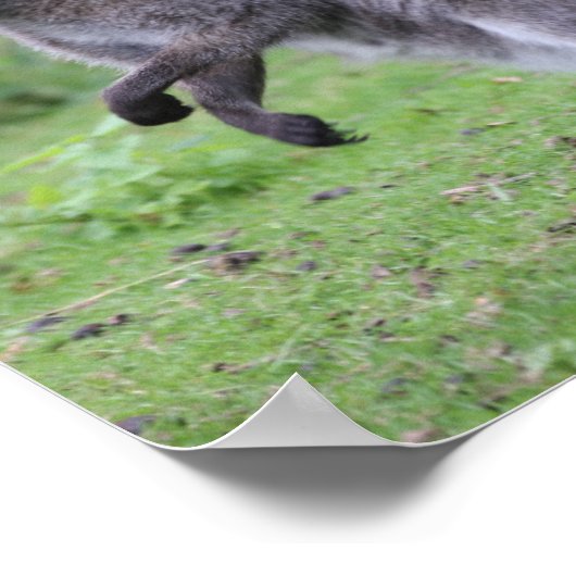 Rothackige Wallaby Poster (Ecke)