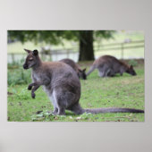 Rothackige Wallaby Poster (Vorne)
