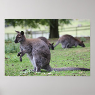 Rothackige Wallaby Poster