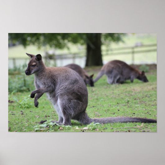 Rothackige Wallaby Poster (Vorne)