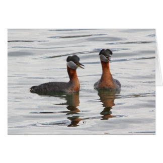 Rothalsiger Grebe III