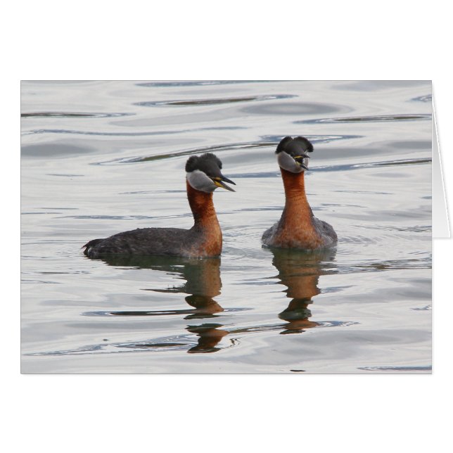 Rothalsiger Grebe III (Vorderseite (Horizontal))