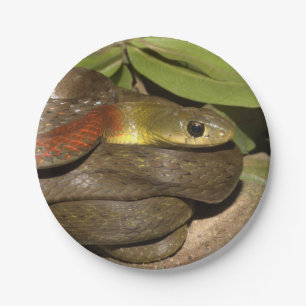 Rothalsiges keelback pappteller