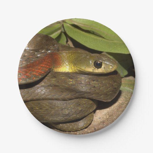 Rothalsiges keelback pappteller (Vorderseite)