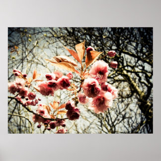 Rotharnblüte Poster